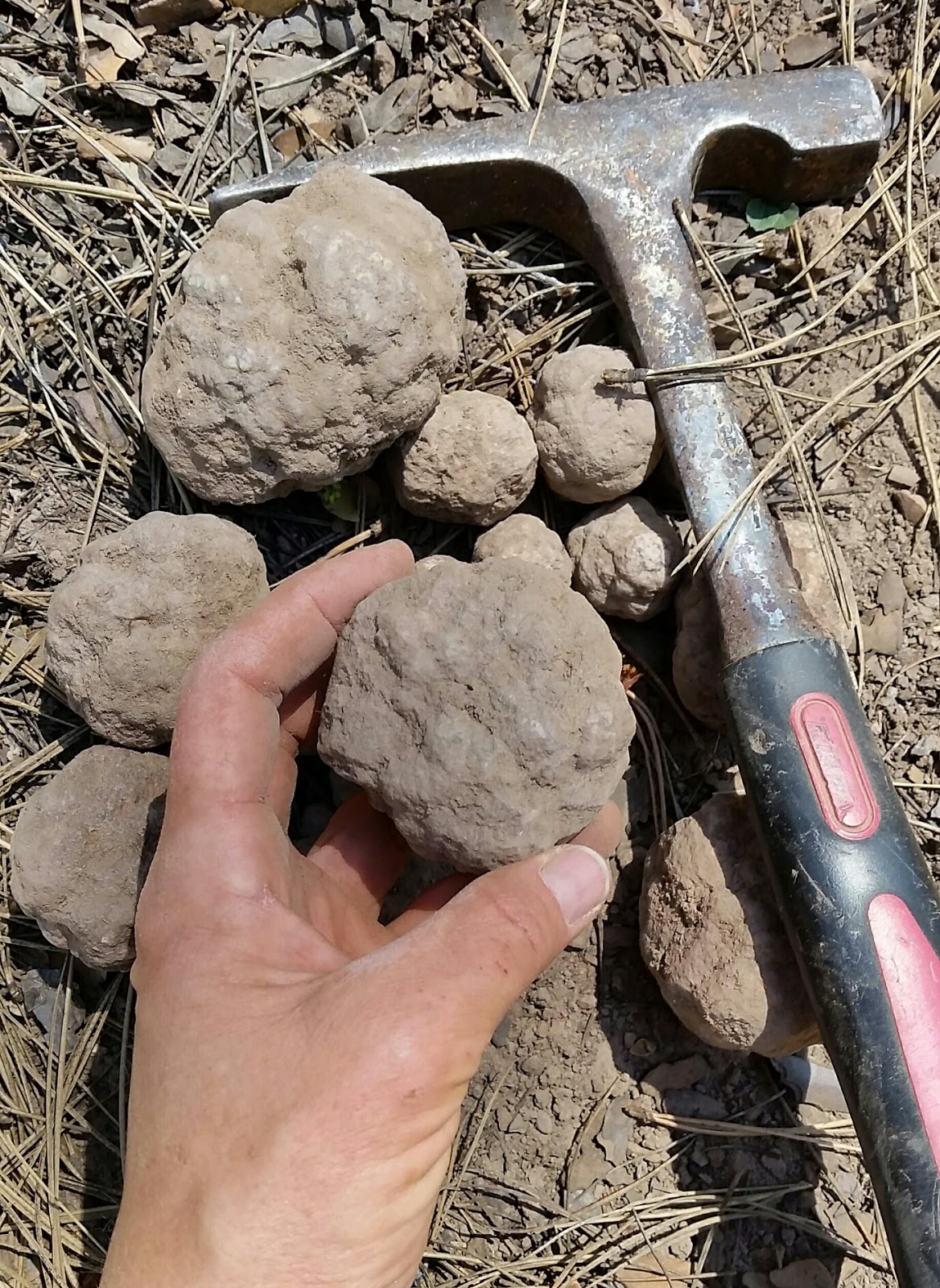 Zookeeper Fossils More Arizona Geode Tour 2016!