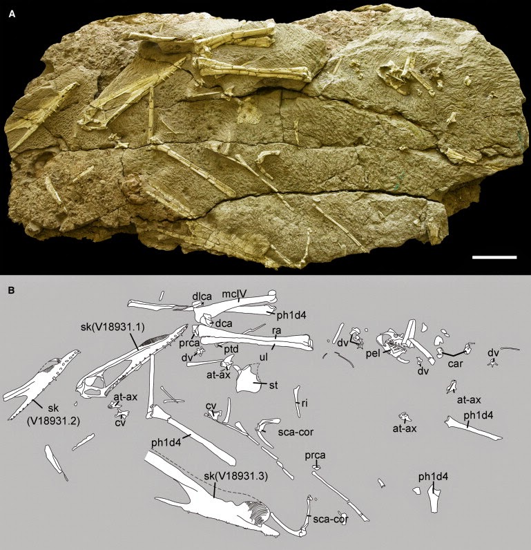 Musings of a Clumsy Palaeontologist 2014 The year of pterosaur bonebeds