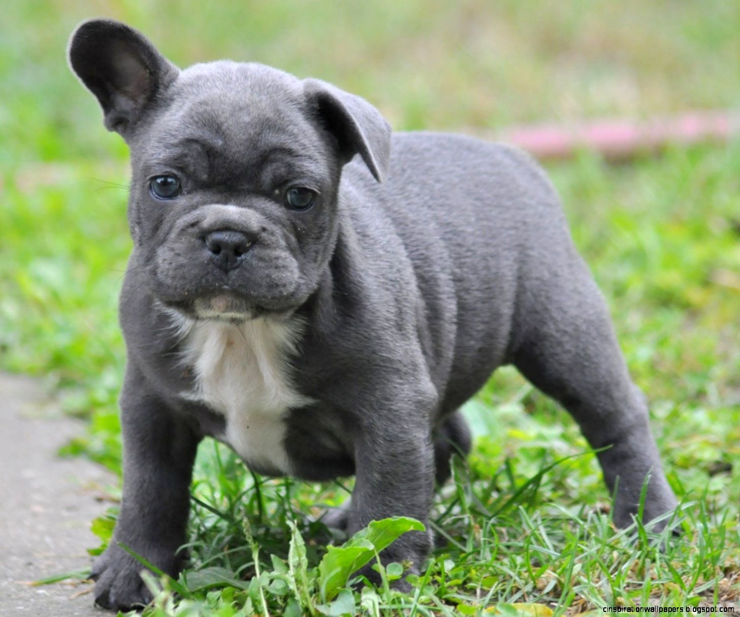 Blue French Bulldog Puppies