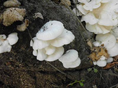 Oyster Mushroom ( Pleurotus Ostreatus ) Pictures gallery in the nature