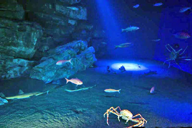 aquarium, fish, Okinawa, travel
