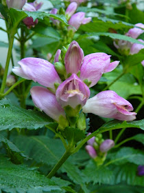 Chelone obliqua turtlehead by garden muses-not another Toronto gardening blog