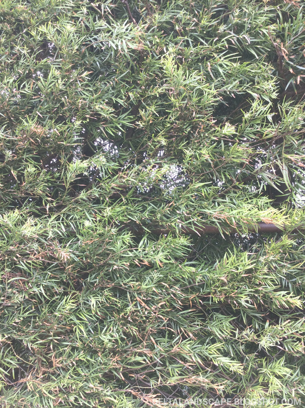 My Garden Directory Reviews Of Plant Nurseries Garden Supplies