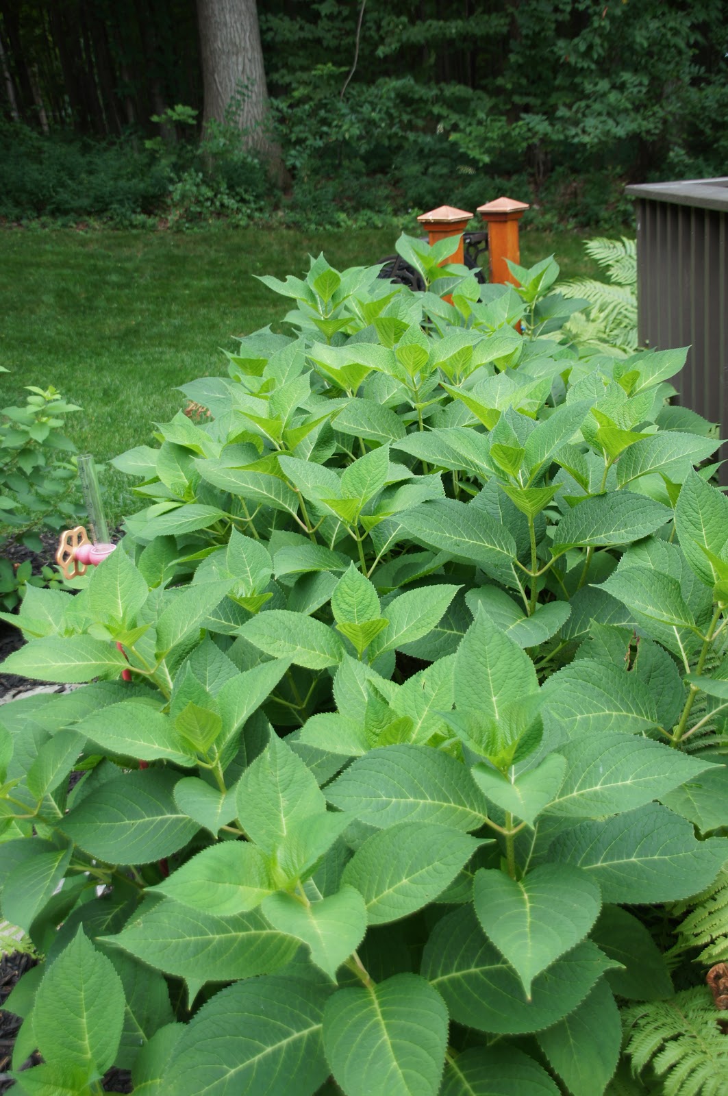 Limelight Hydrangeas In Bloom