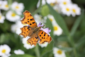 Click on the Comma butterfly, and she will take you to my garden..