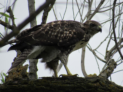 juvenile red-tailed hawk