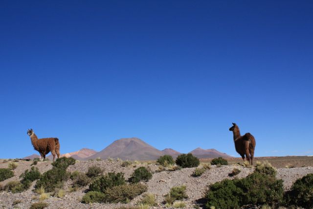 Traveling Northern Chile, Chap2: Atacama desert | Le Blog de Meilin