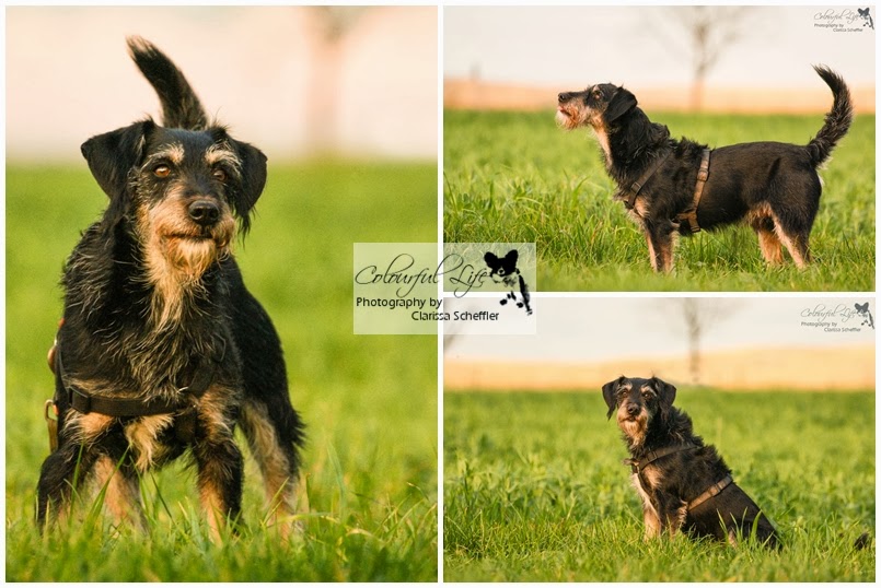 Pinselpfoten 28. Im Tierheim Pirna "zum Streuner"