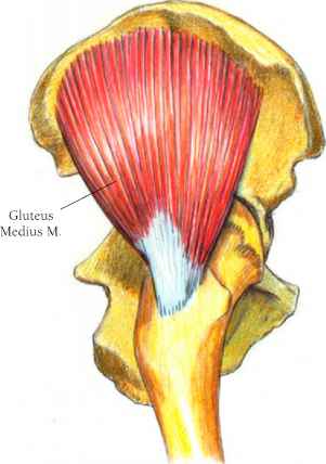 Gluteus Maximus Minimus