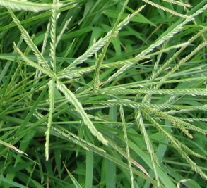 THE FILIPINO HERB Paragis/Baragis Or Goose Grass