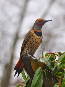 Northern Flicker