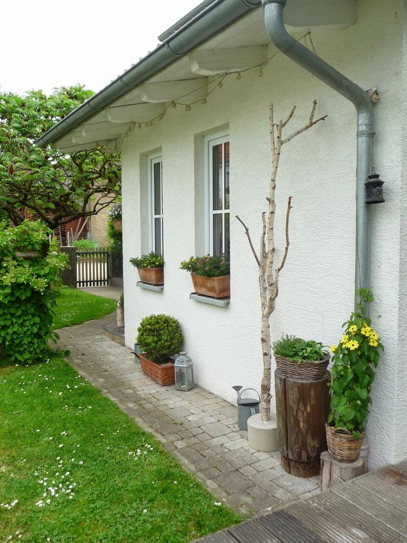 Meine Grune Wiese Birke In Beton