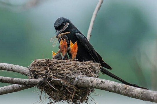 Mengetahui Sarang Burung Srigunting Di Habitatnya Di Alam Liar