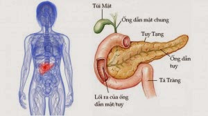 Những điều cần biết về tuyến tụy và bệnh tiểu đường