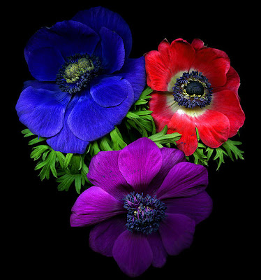 Anémonas de colores - Flores Hermosas