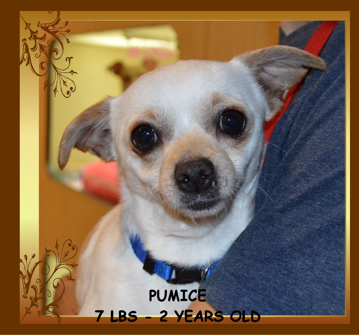 TLC Tiny Loving Canines Yucca Valley hoarding situation...