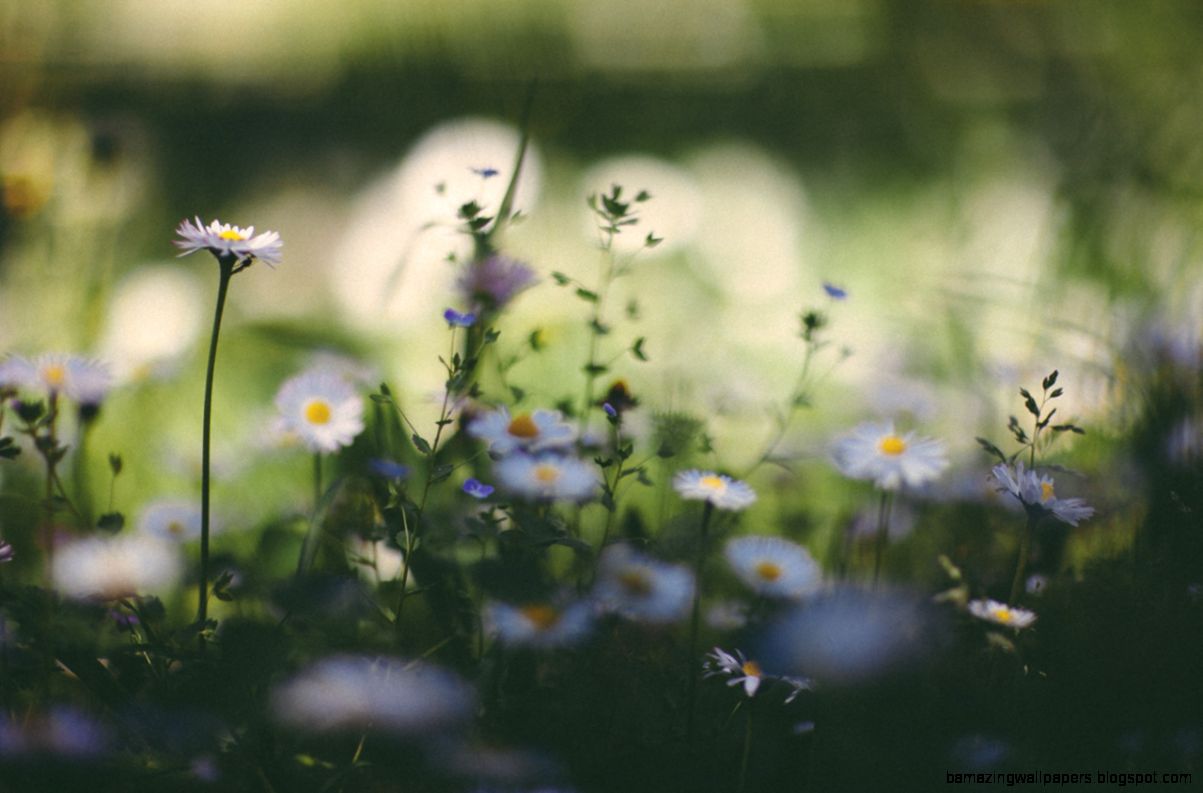 elenamorelli  its spring somewhere     I Sing The