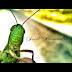 World of Insecta (Not Reptiles - Part 3)