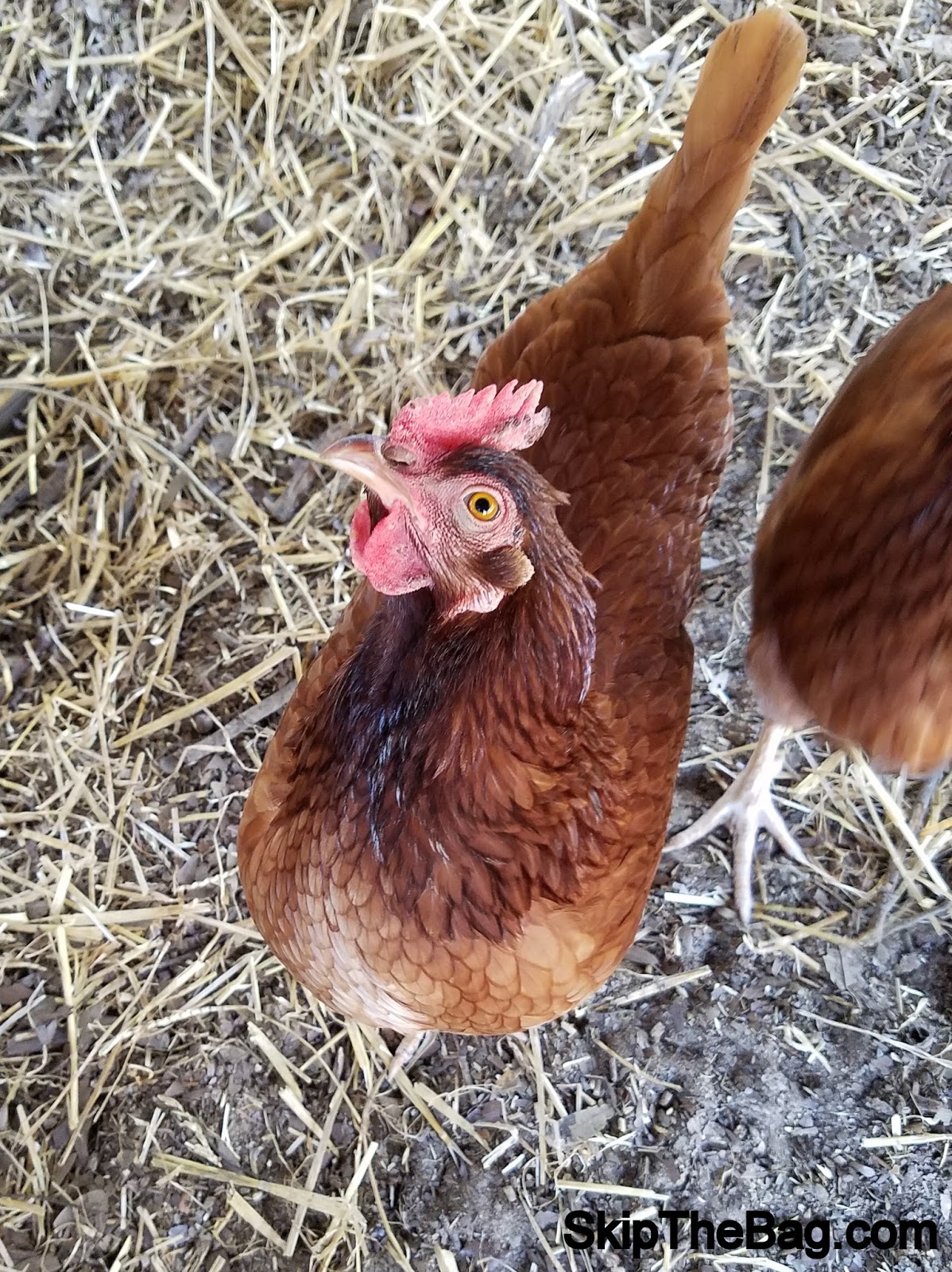 Skip The Bag Chickens Eating Eggs