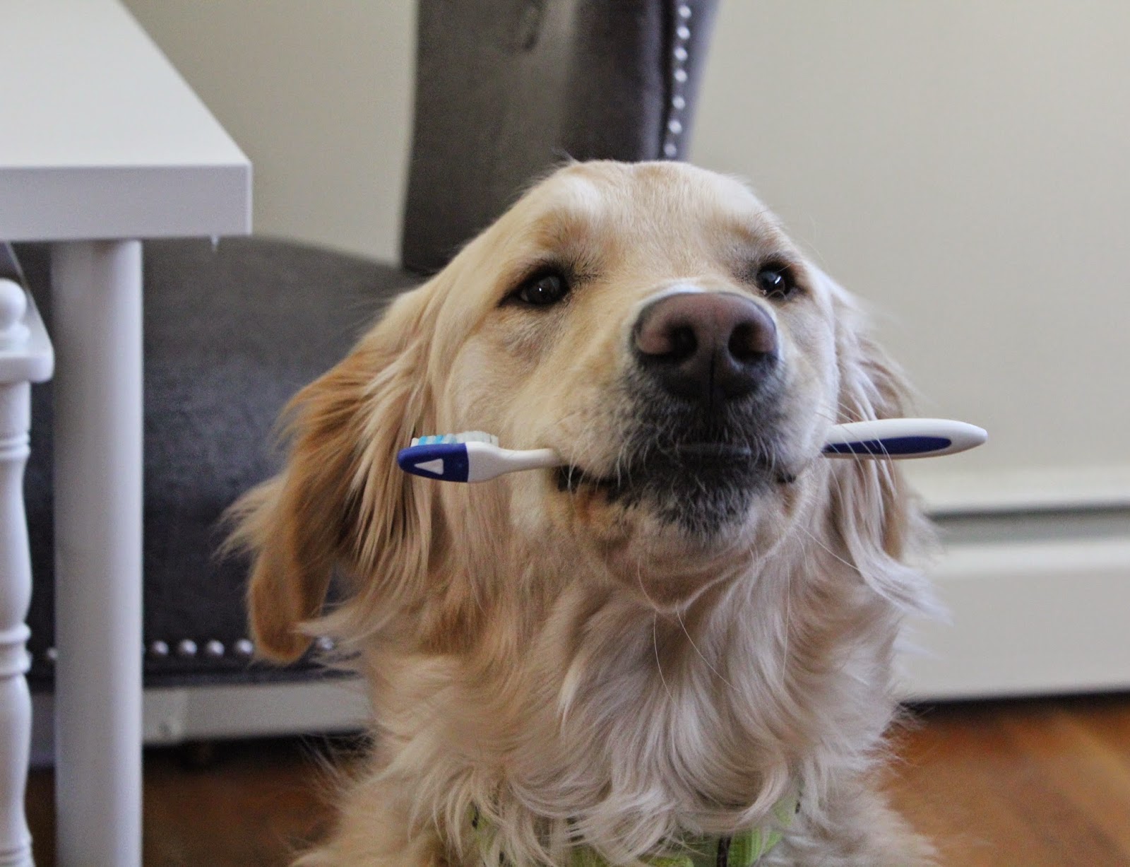 dog holding tooth brush in mouth