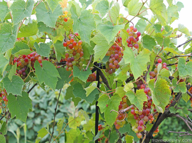 The Fruit and Berry Patch in Knoxville Travel Quest US Road Trip