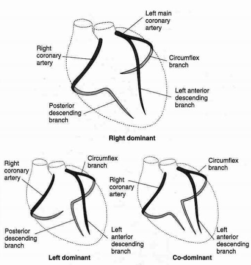 right dominant circulation meaning