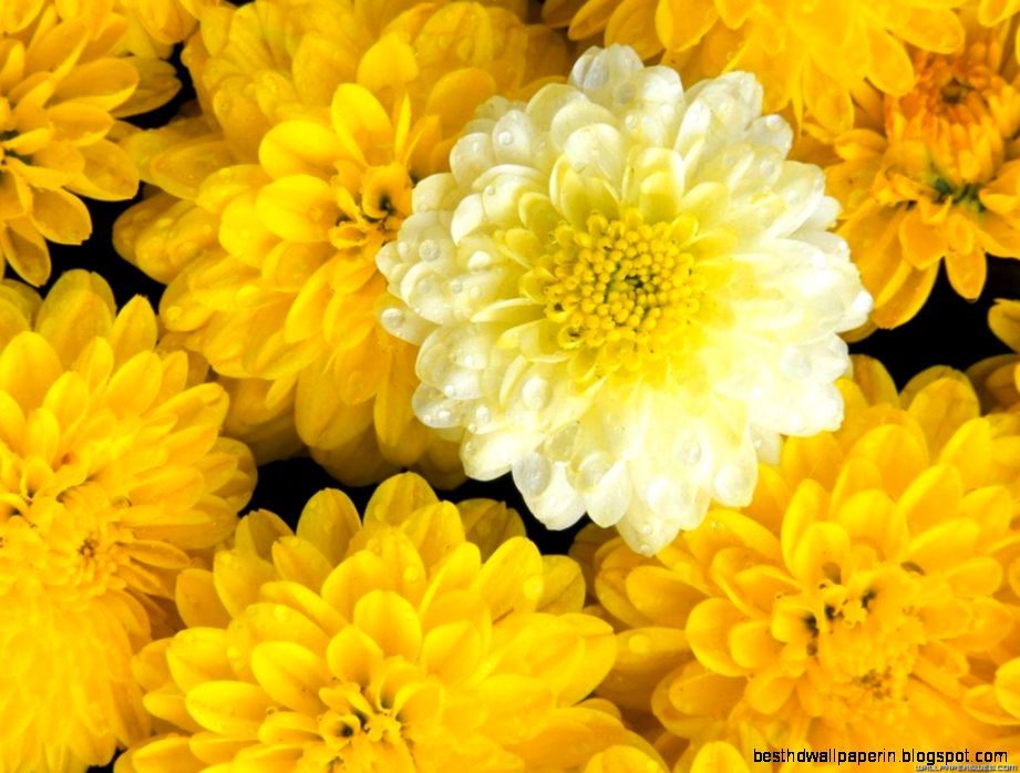 Yellow Flower Wallpaper Hd Background 966 Wallpaper