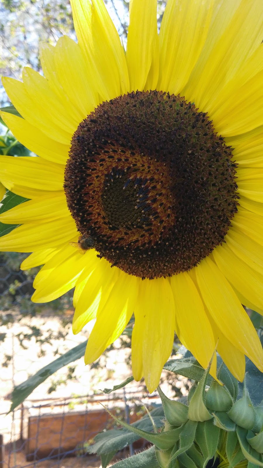 Medicinal and Edible Plants The Sunflowers
