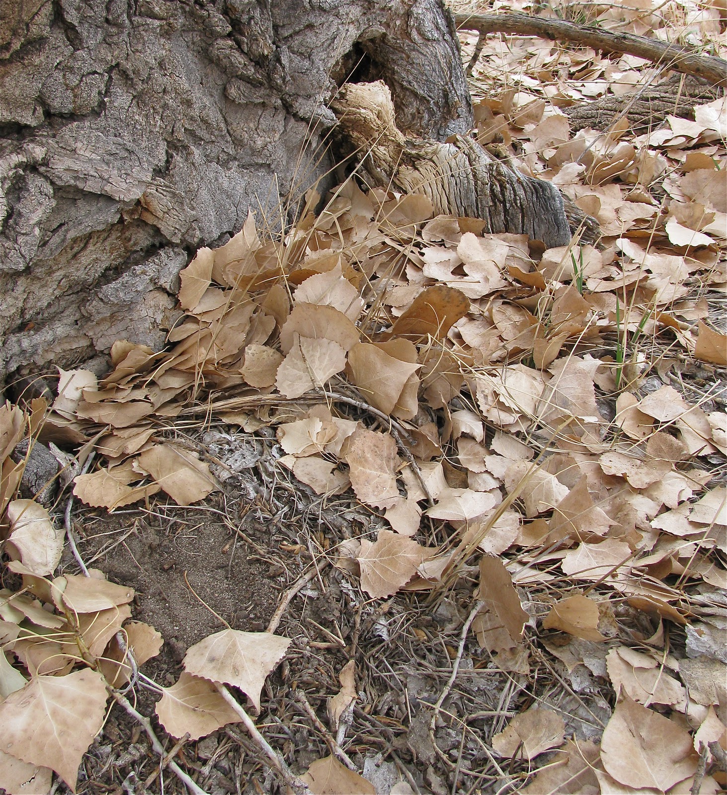 Standing Into Danger November Cottonwood