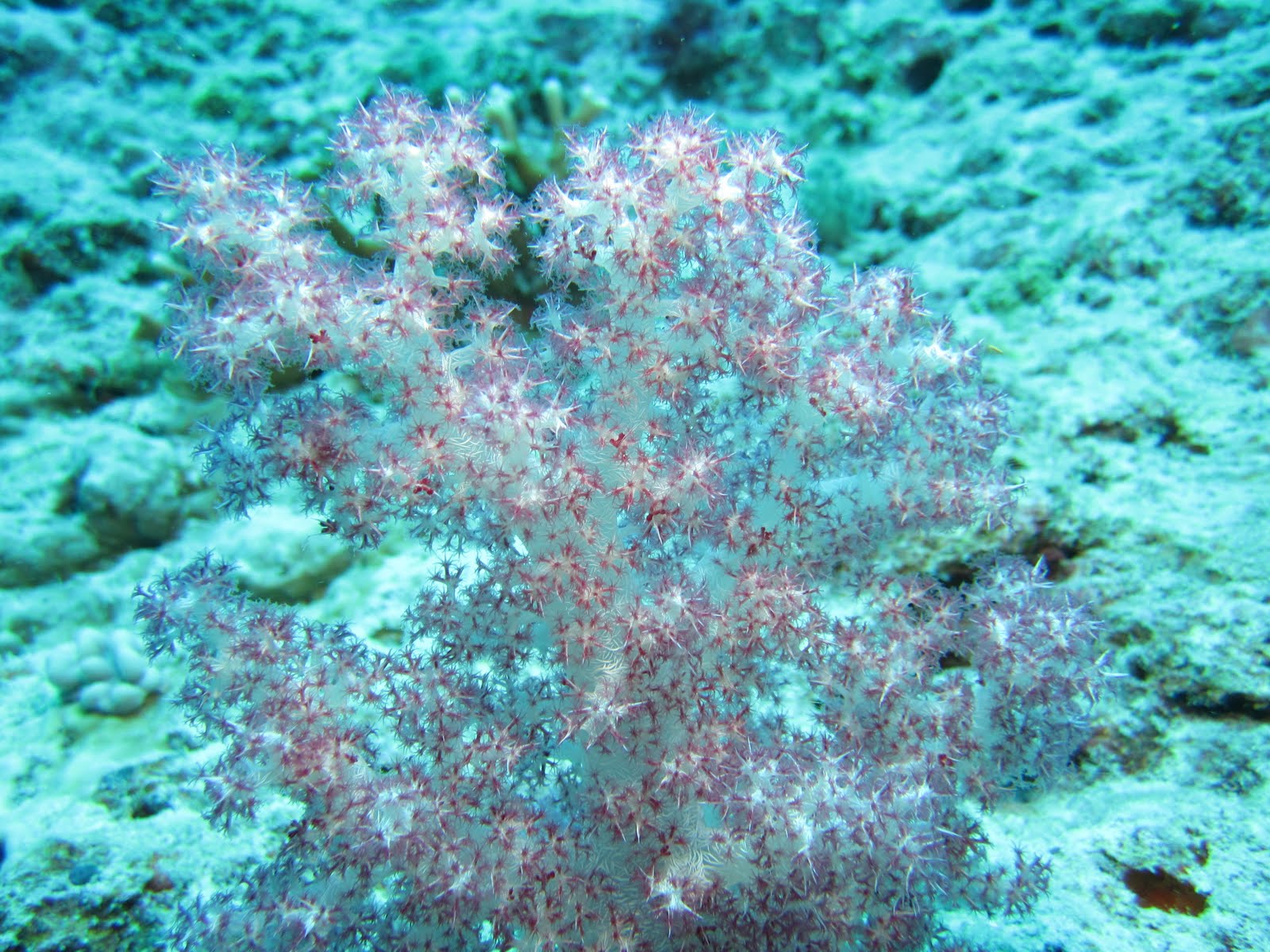 The Life Amphibious Soft Coral Variety