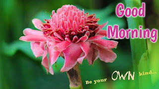 good morning good morning