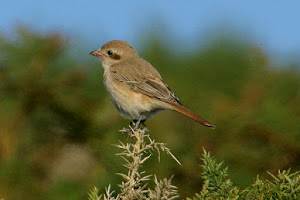 Isabelline Shrike, Zennor