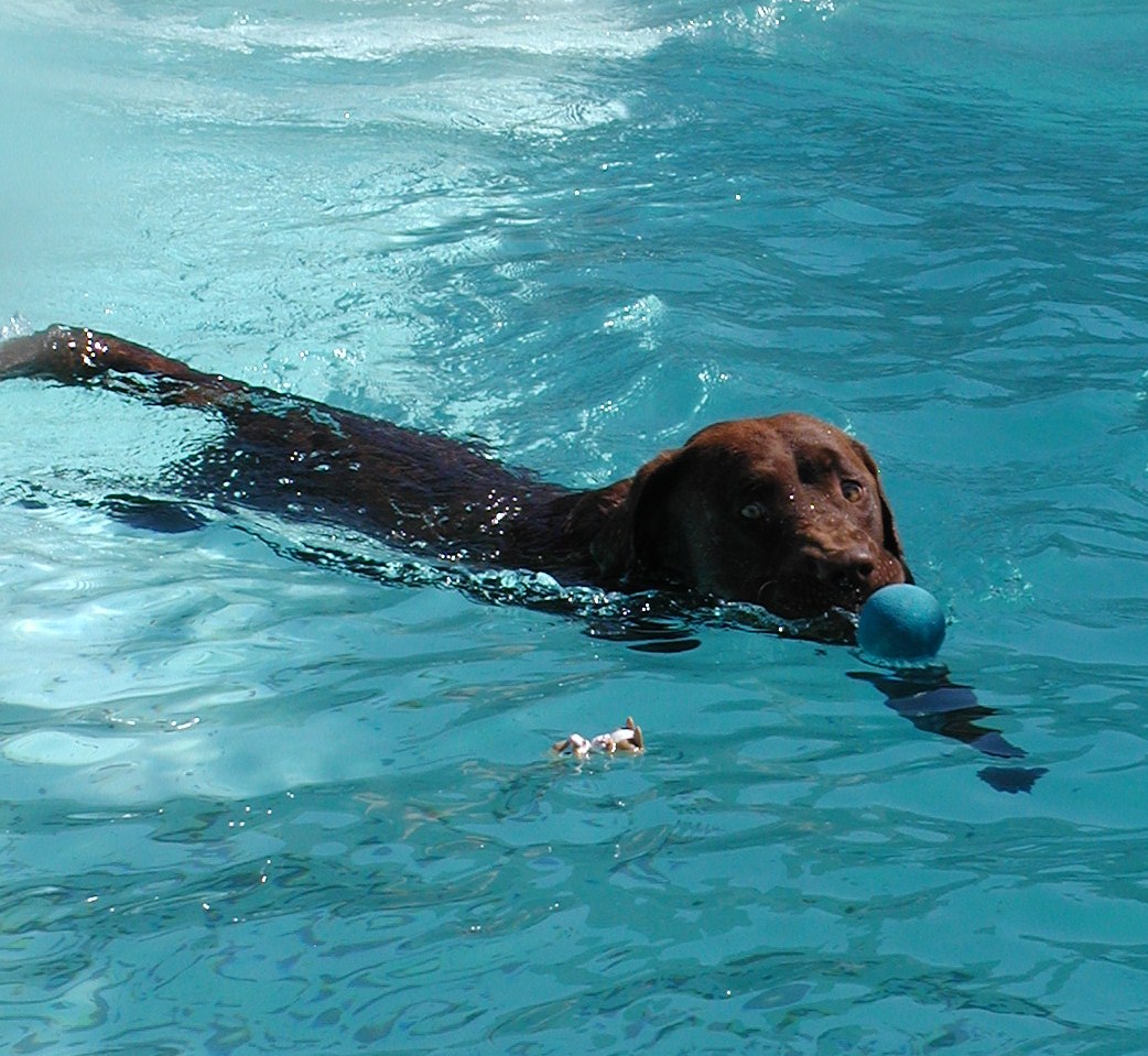 Male Chocolate Lab for Sale