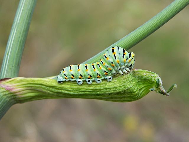 EL MUNDO ANIMALIA: ANÉLIDOS