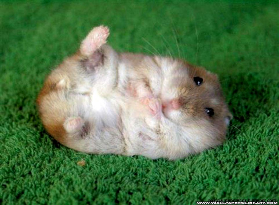 Funny Hamster Photos 4 Cool Wallpapers HD  HD Image Wallpaper