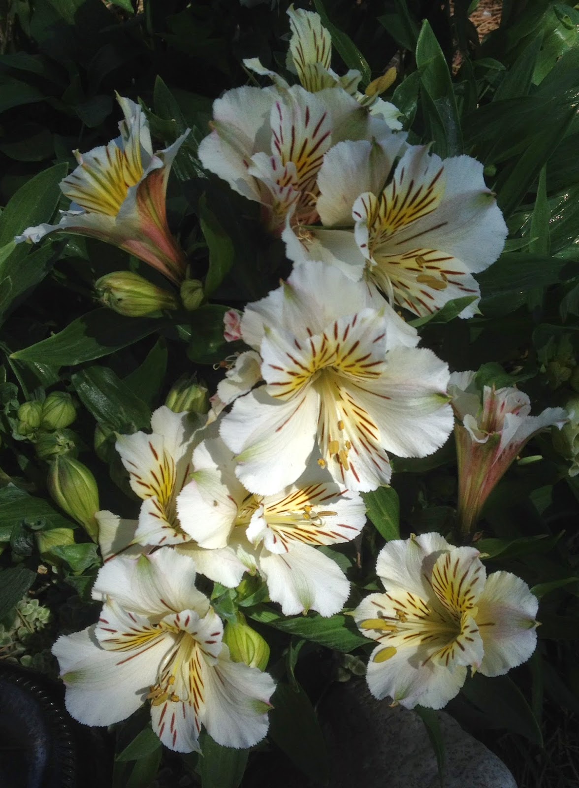 Aprille's SoCal Gardening Dwarf Alstroemeria