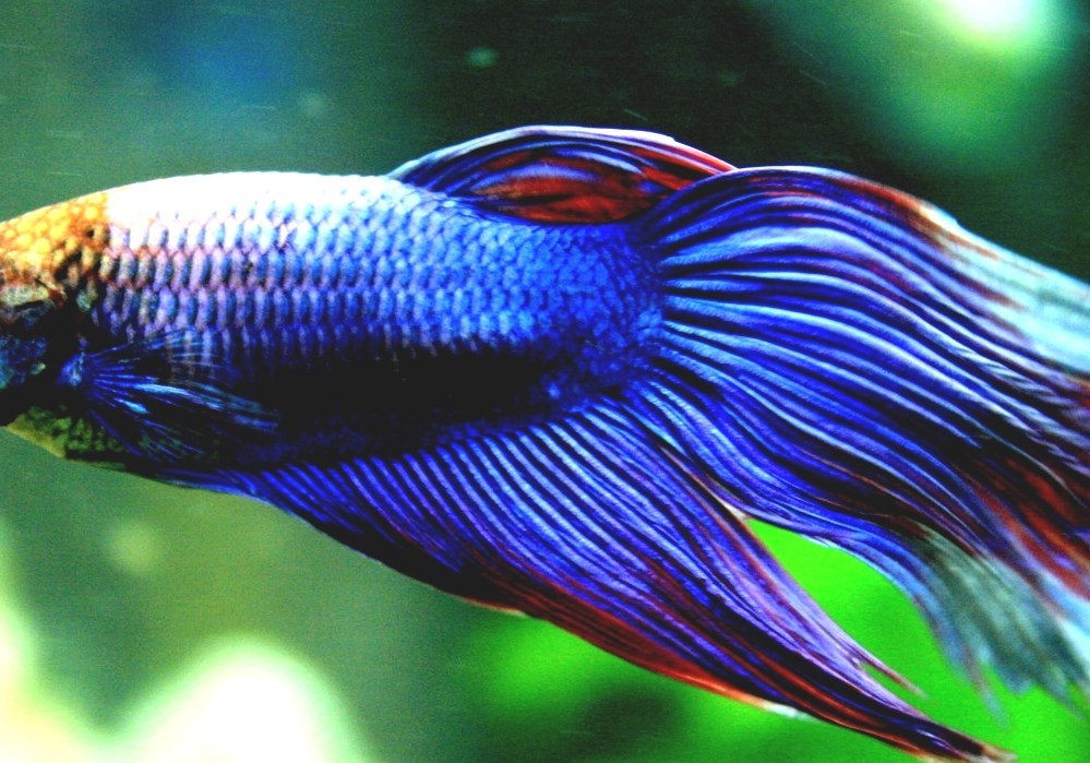 Hardy Fish Hardy Freshwater Fish