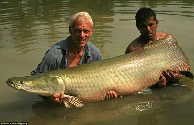 ikan raksasa