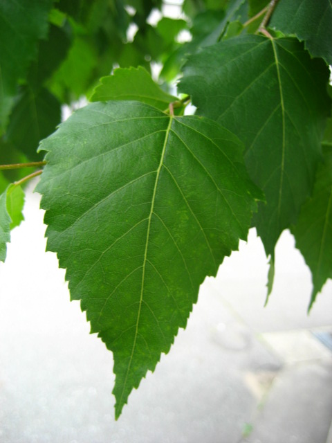 confeito日記: シラカバ(白樺） [カバノキ科カバノキ属の落葉高木で(Betula platyphylla var. japonica ...