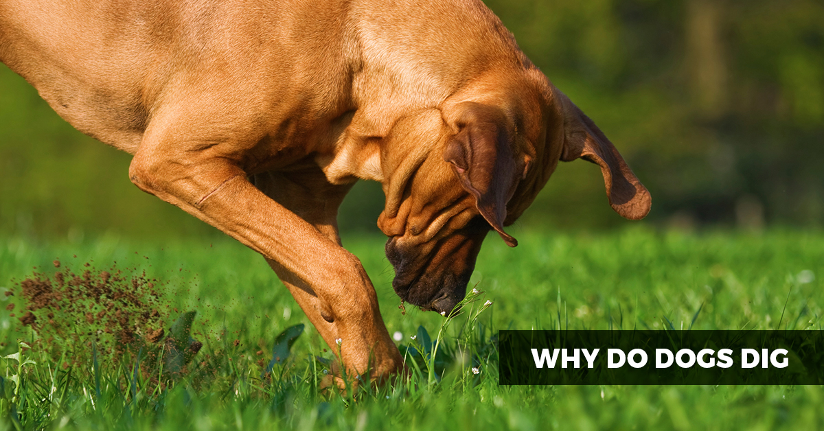 Why do dogs dig