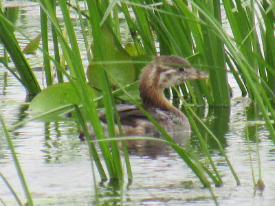 Juvenile Pied-billed Grebe