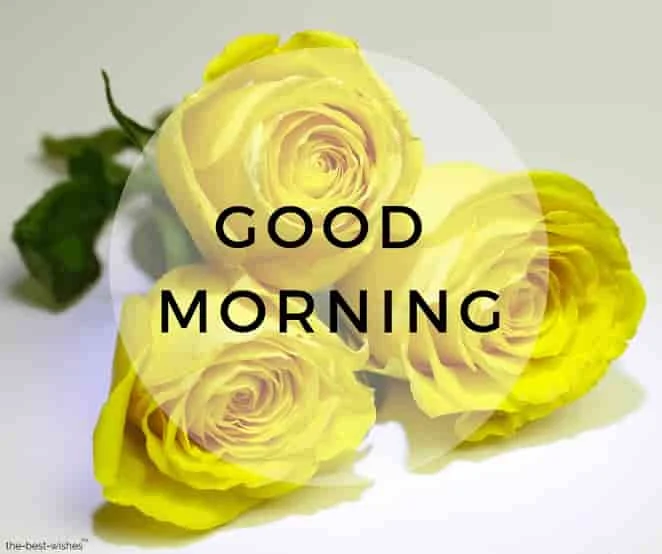 good morning images with yellow roses