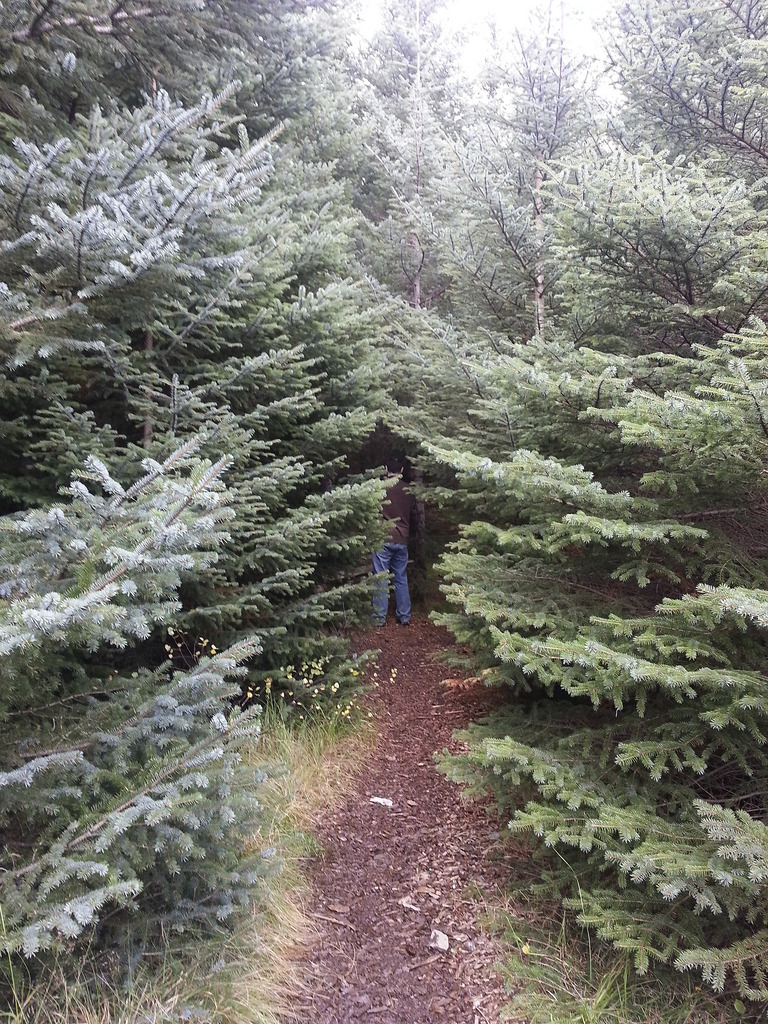 Reforestation essay in english image