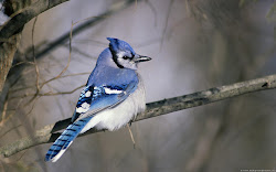 jay birds funny bird jays flying bluey cool singing wild animals toronto graphics amazing