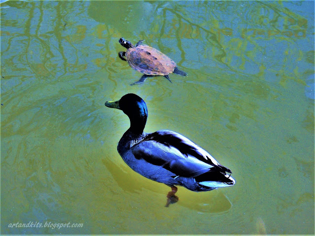 Supostamente, hoje começa o Verão... muito embora lá fora, chova, troveje e o dia se apresente, bastante cinzentão... Ainda assim... declaro oficialmente aberta, a época balnear aqui no blogue... / Supposedly, today begins the summer... even though out there, it is raining, thundering and the day appears, much to gray... Still... I declare officially open the bathing season here on the blog...