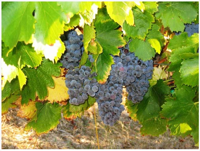 EcoGreenOffice Green Blog Terra Bella Vineyards Setting the