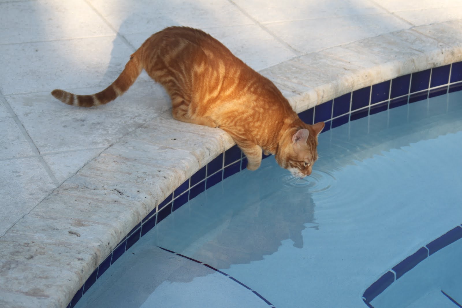 Filling the Empty Nest Swimming cat update