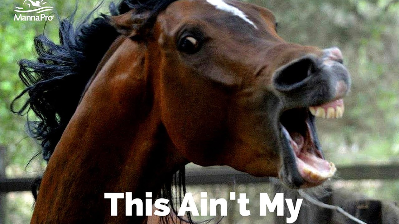 Funny Horse Pictures With Captions Horse Choices