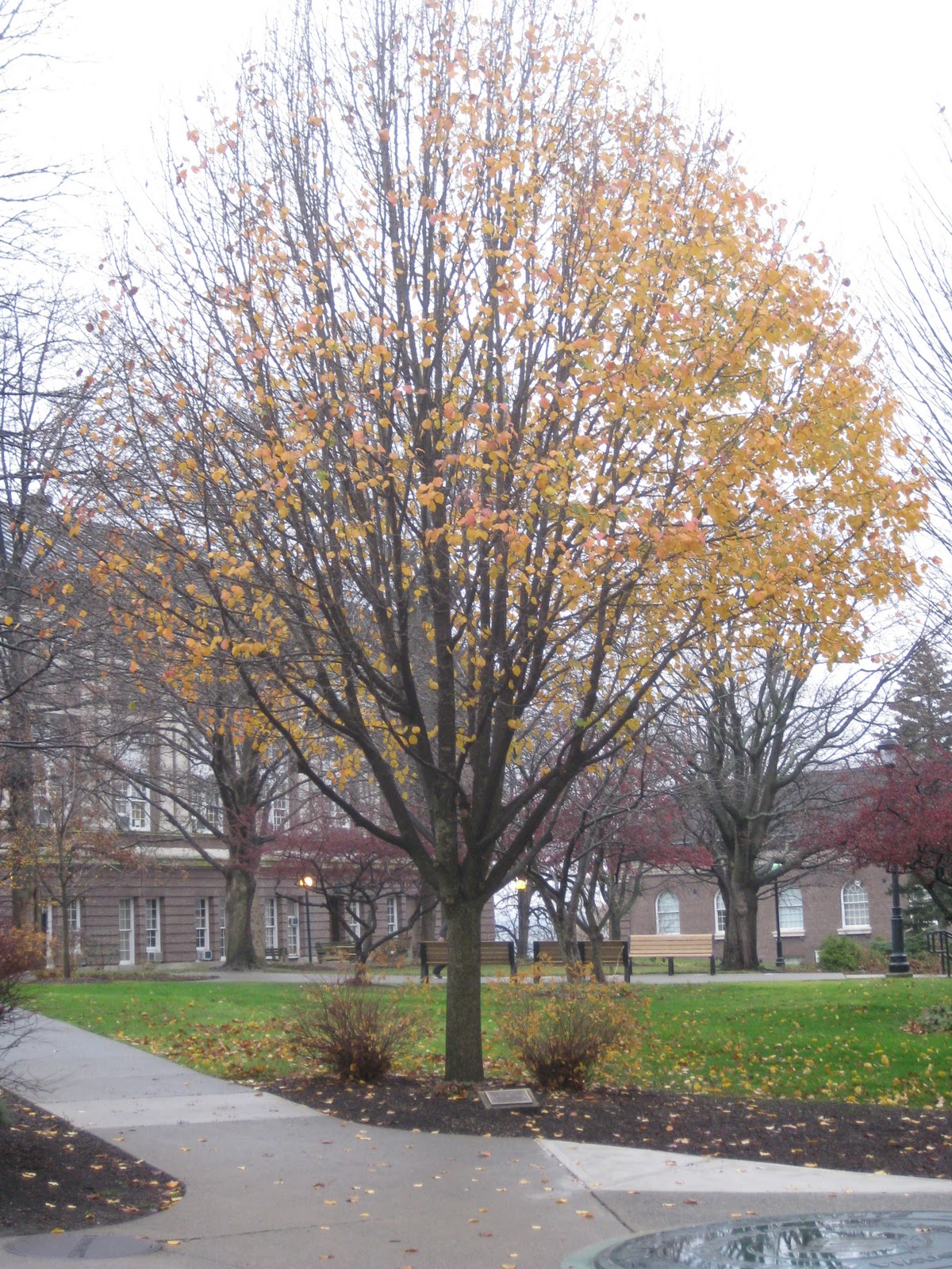 Trees Callery pear loses its leaves