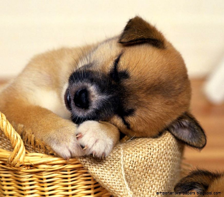 Sleeping Dog Wallpaper HD